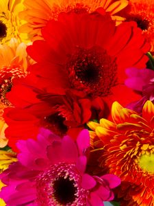 Preview wallpaper gerbera, flowers, petals, colorful, bright