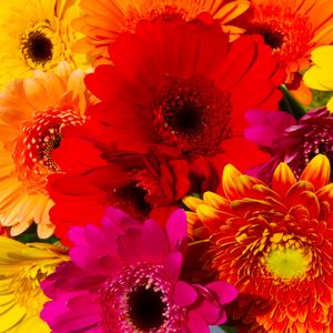 Preview wallpaper gerbera, flowers, petals, colorful, bright