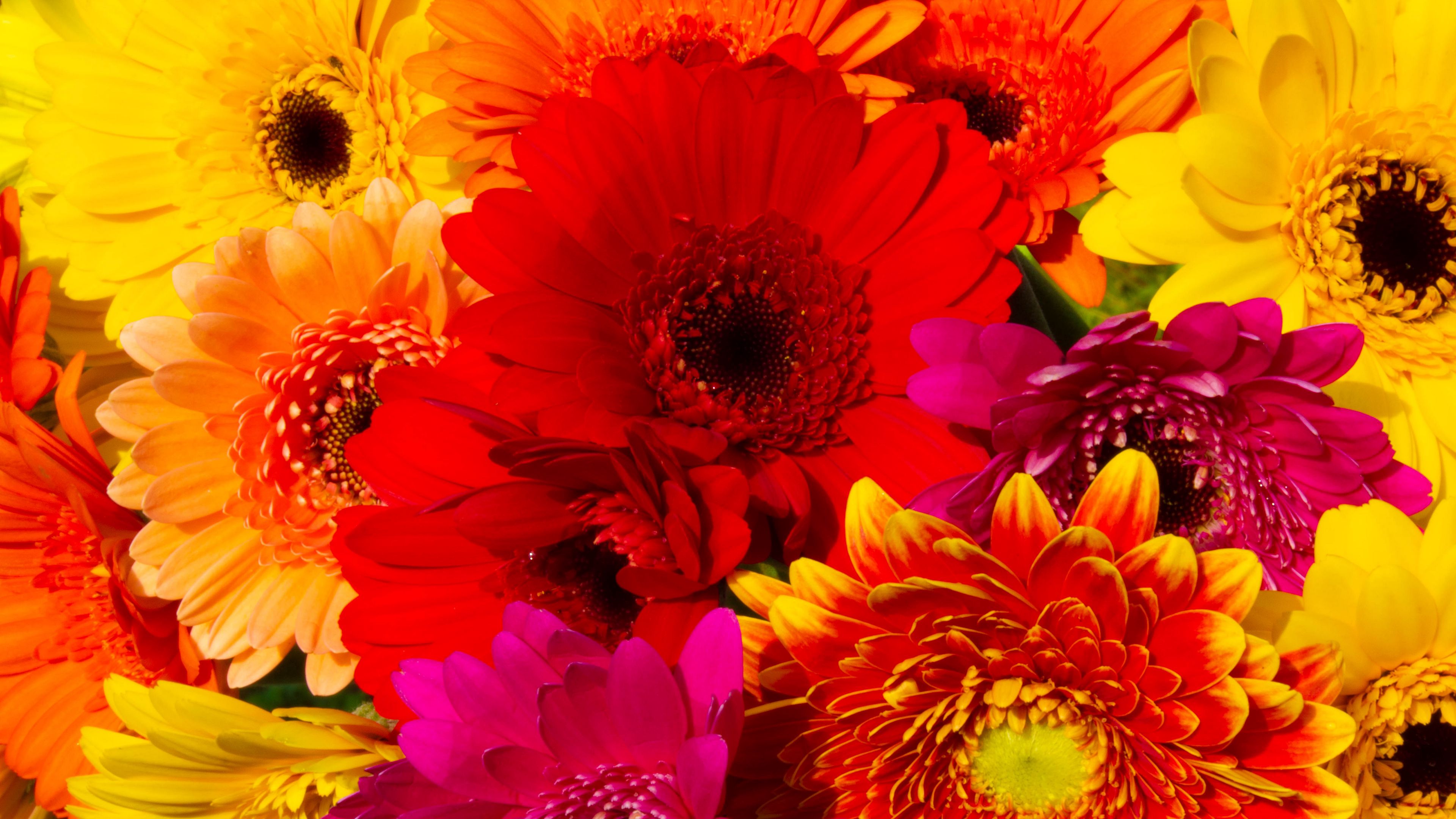 Download wallpaper 3840x2160 gerbera, flowers, petals, colorful, bright ...