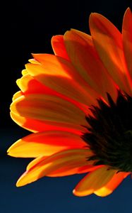 Preview wallpaper gerbera, flowers, petals, bright, macro