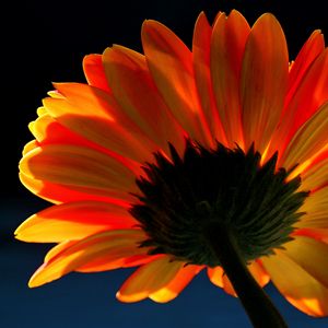 Preview wallpaper gerbera, flowers, petals, bright, macro