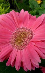 Preview wallpaper gerbera, flowers, petals, close up, leaves