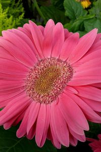 Preview wallpaper gerbera, flowers, petals, close up, leaves