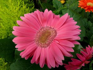 Preview wallpaper gerbera, flowers, petals, close up, leaves