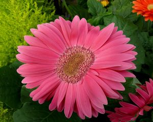 Preview wallpaper gerbera, flowers, petals, close up, leaves