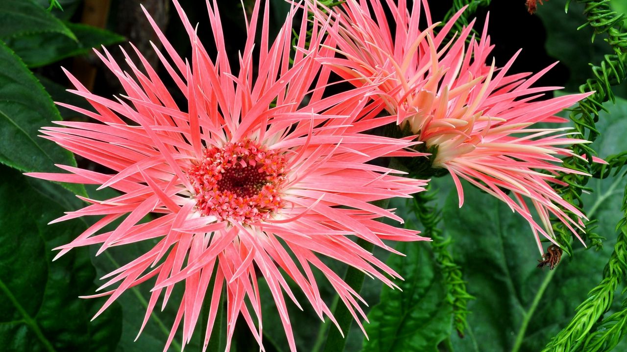 Wallpaper gerbera, flowers, petals, herbs, close-up