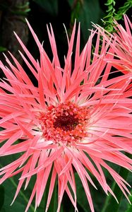 Preview wallpaper gerbera, flowers, petals, herbs, close-up