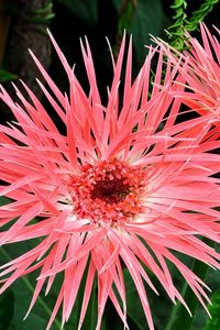 Preview wallpaper gerbera, flowers, petals, herbs, close-up