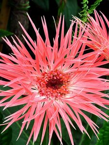 Preview wallpaper gerbera, flowers, petals, herbs, close-up