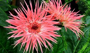 Preview wallpaper gerbera, flowers, petals, herbs, close-up