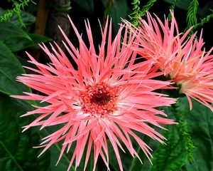 Preview wallpaper gerbera, flowers, petals, herbs, close-up