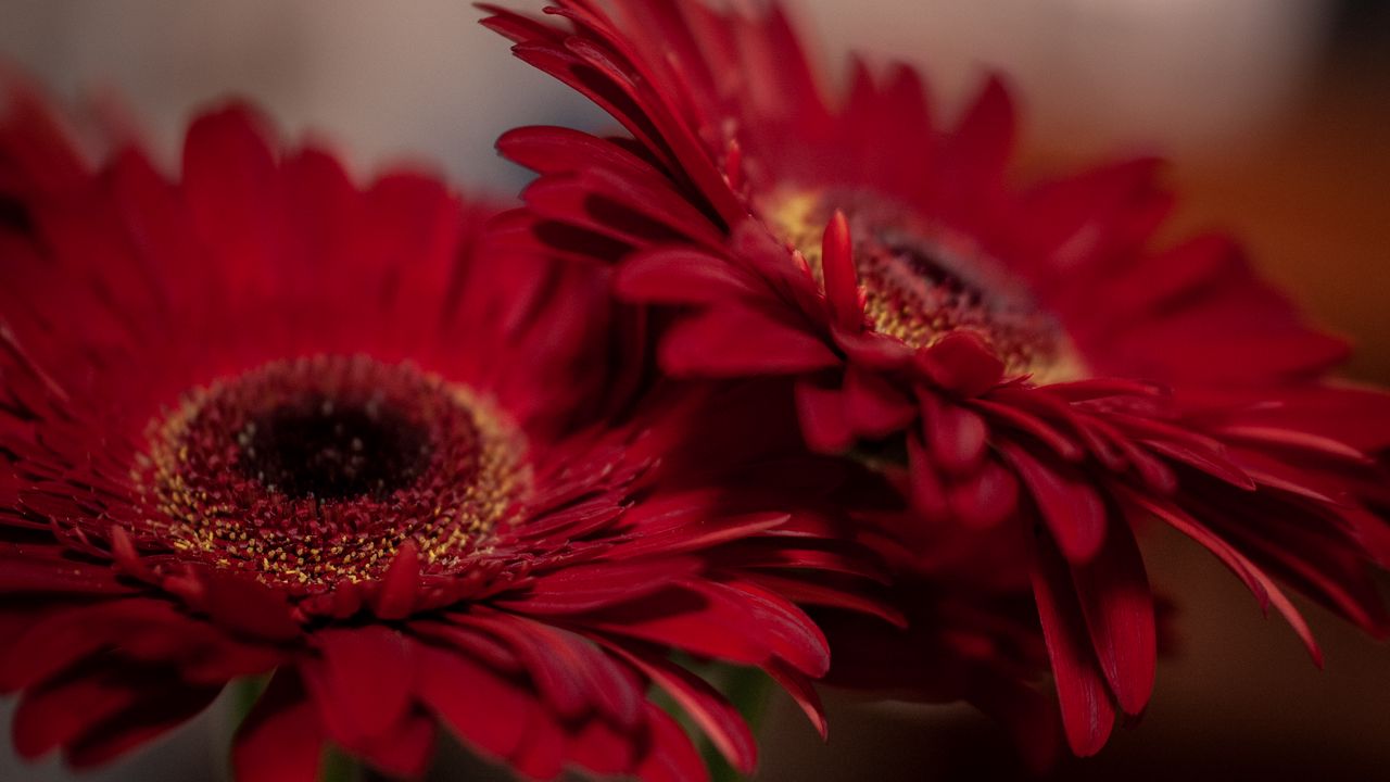 Wallpaper gerbera, flowers, petals, red