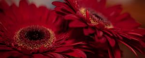Preview wallpaper gerbera, flowers, petals, red