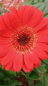 Preview wallpaper gerbera, flowers, red, close-up, greenery, flowerbed