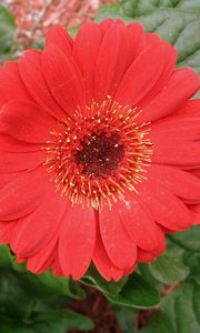 Preview wallpaper gerbera, flowers, red, close-up, greenery, flowerbed