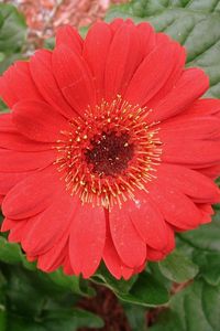 Preview wallpaper gerbera, flowers, red, close-up, greenery, flowerbed