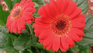 Preview wallpaper gerbera, flowers, red, close-up, greenery, flowerbed