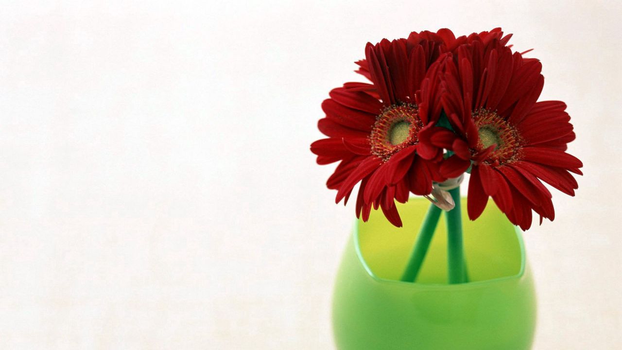 Wallpaper gerbera, flowers, three, vase