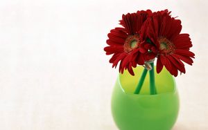 Preview wallpaper gerbera, flowers, three, vase