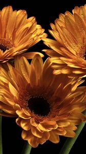 Preview wallpaper gerbera, flowers, three, drops, black background