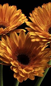 Preview wallpaper gerbera, flowers, three, drops, black background