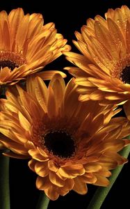 Preview wallpaper gerbera, flowers, three, drops, black background