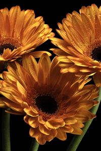 Preview wallpaper gerbera, flowers, three, drops, black background