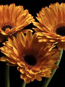 Preview wallpaper gerbera, flowers, three, drops, black background