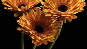 Preview wallpaper gerbera, flowers, three, drops, black background