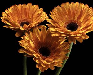 Preview wallpaper gerbera, flowers, three, drops, black background