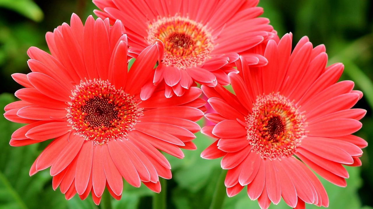 Wallpaper gerbera flowers, three, close-up hd, picture, image