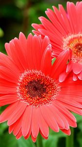 Preview wallpaper gerbera flowers, three, close-up