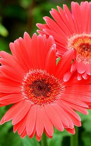 Preview wallpaper gerbera flowers, three, close-up