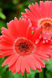 Preview wallpaper gerbera flowers, three, close-up