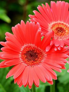 Preview wallpaper gerbera flowers, three, close-up