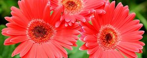 Preview wallpaper gerbera flowers, three, close-up