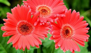 Preview wallpaper gerbera flowers, three, close-up