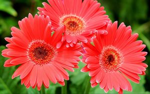 Preview wallpaper gerbera flowers, three, close-up