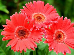 Preview wallpaper gerbera flowers, three, close-up