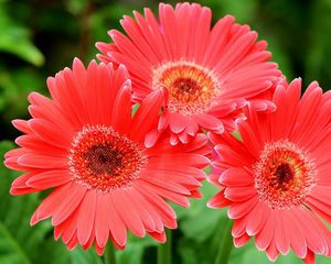 Preview wallpaper gerbera flowers, three, close-up