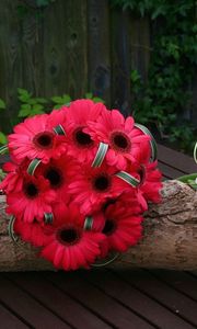 Preview wallpaper gerbera, flowers, white, red, timber