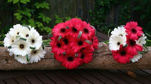 Preview wallpaper gerbera, flowers, white, red, timber