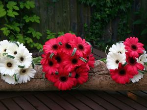 Preview wallpaper gerbera, flowers, white, red, timber