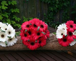 Preview wallpaper gerbera, flowers, white, red, timber