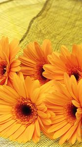 Preview wallpaper gerbera, flowers, yellow, mesh, lie