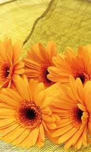 Preview wallpaper gerbera, flowers, yellow, mesh, lie