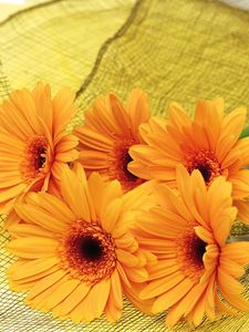 Preview wallpaper gerbera, flowers, yellow, mesh, lie