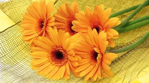 Preview wallpaper gerbera, flowers, yellow, mesh, lie