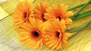 Preview wallpaper gerbera, flowers, yellow, mesh, lie