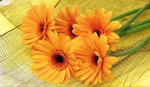 Preview wallpaper gerbera, flowers, yellow, mesh, lie